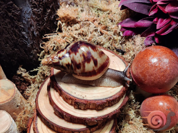 Lissachatina Reticulata Wild